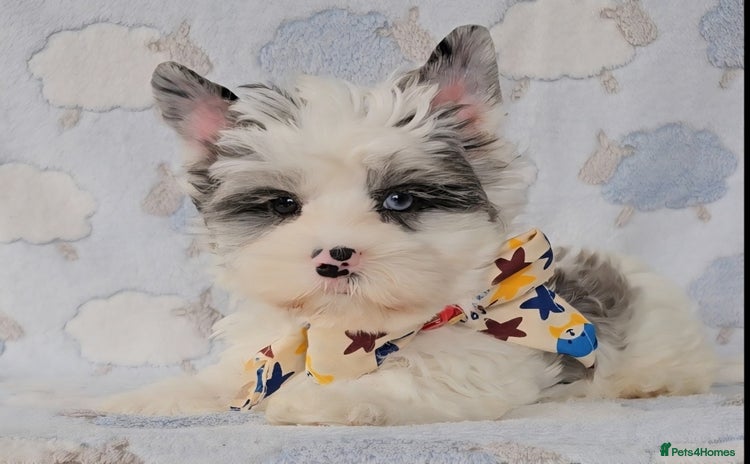 Yorkshire Terrier dogs - Advert 8
