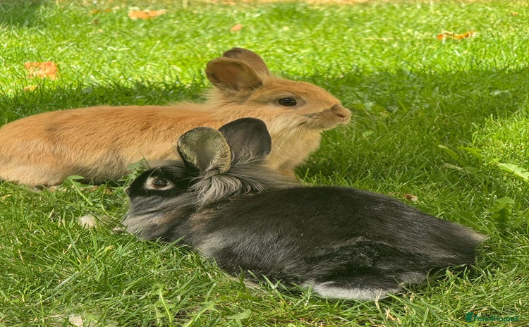 Lionhead rabbits - Advert 1
