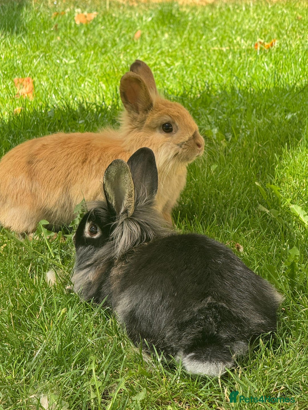 Lionhead rabbits for sale: Lionhead bunnies - Image 1
