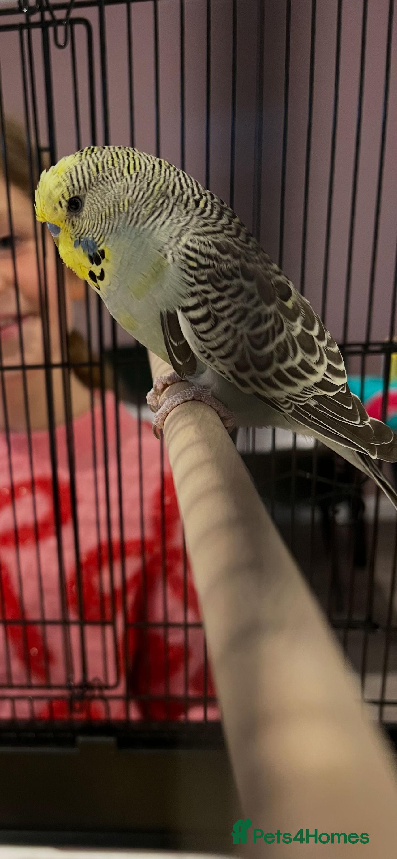 Budgerigars birds Budgie  - Advert 2