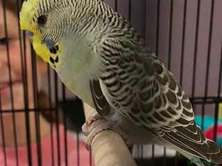 Budgerigars birds Budgie - Advert 1