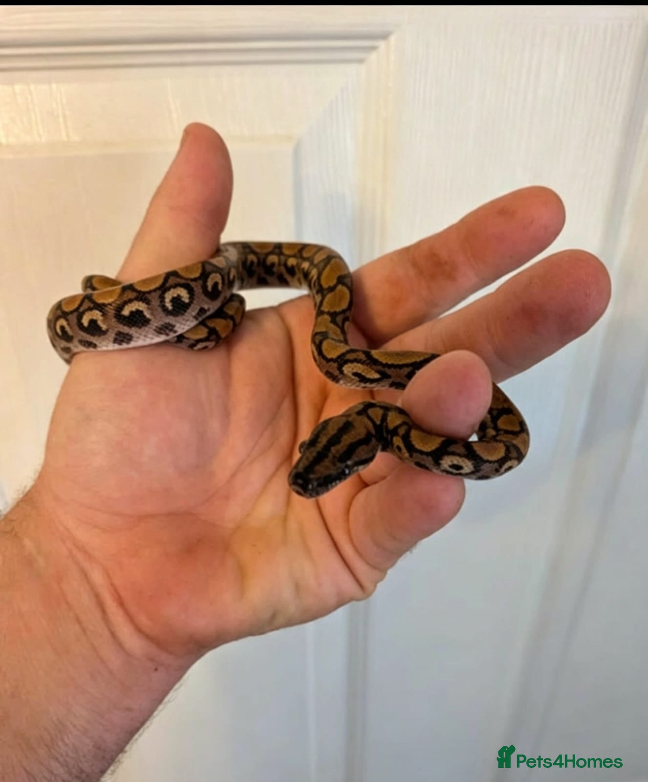 Snake reptiles Brazilian rainbow boa snake - Advert 3