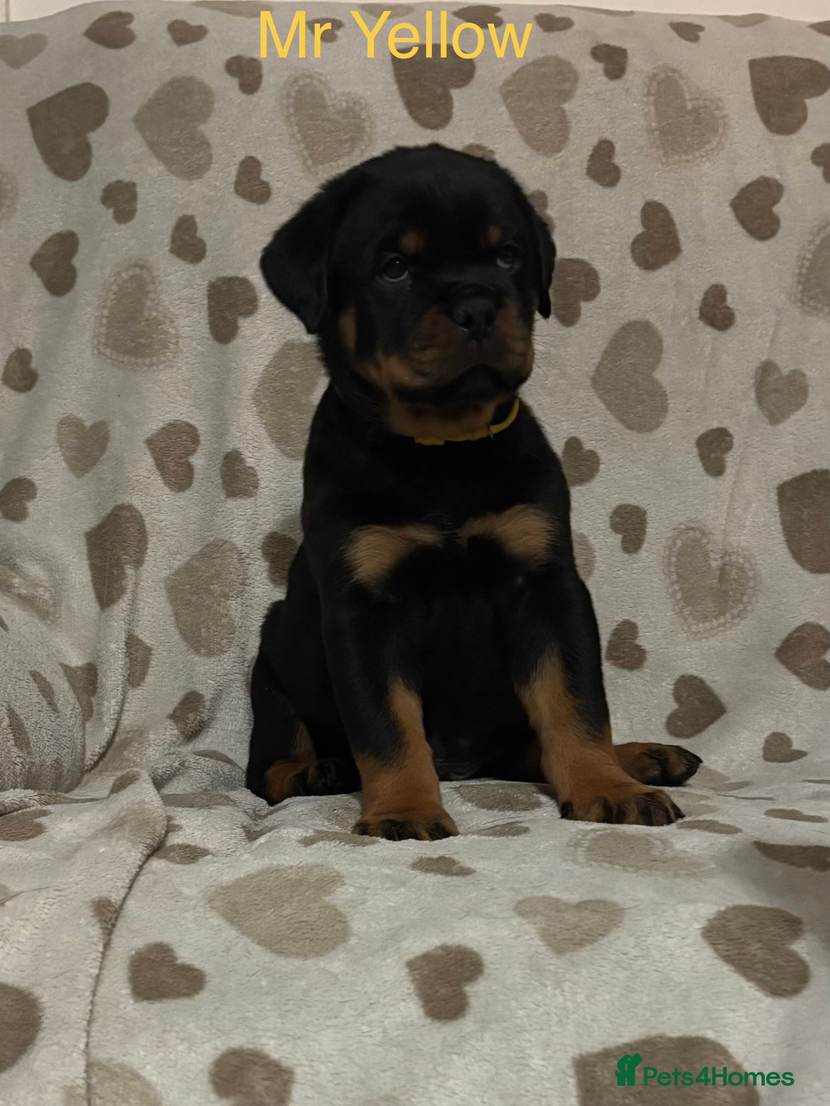 Rottweiler dogs Top Quality KC Health Tested Rottweiler Puppies  - Advert 1