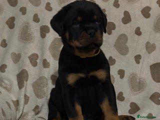 Rottweiler dogs Top Quality KC Health Tested Rottweiler Puppies - Advert 1