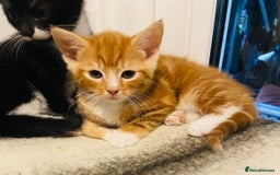 Mixed Breed cats for sale: Adorable kittens for sale - Image 10
