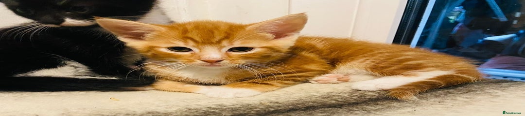 Mixed Breed Kitten 2