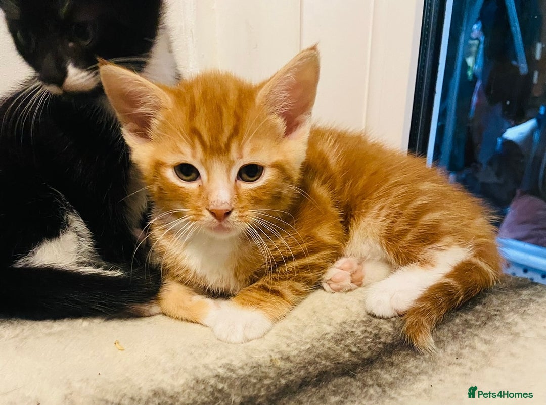 Mixed Breed cats for sale: Adorable kittens for sale - Image 10