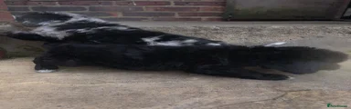 Cockapoo 1