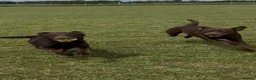 Labrador Retriever dogs for sale: 2x 2yo KC Registered chocolate Labrador boys - Advert 9