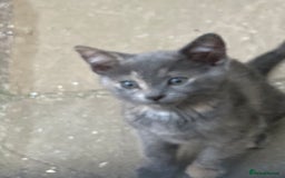 Mixed Breed cats for sale: Female Kitten  - Advert 2