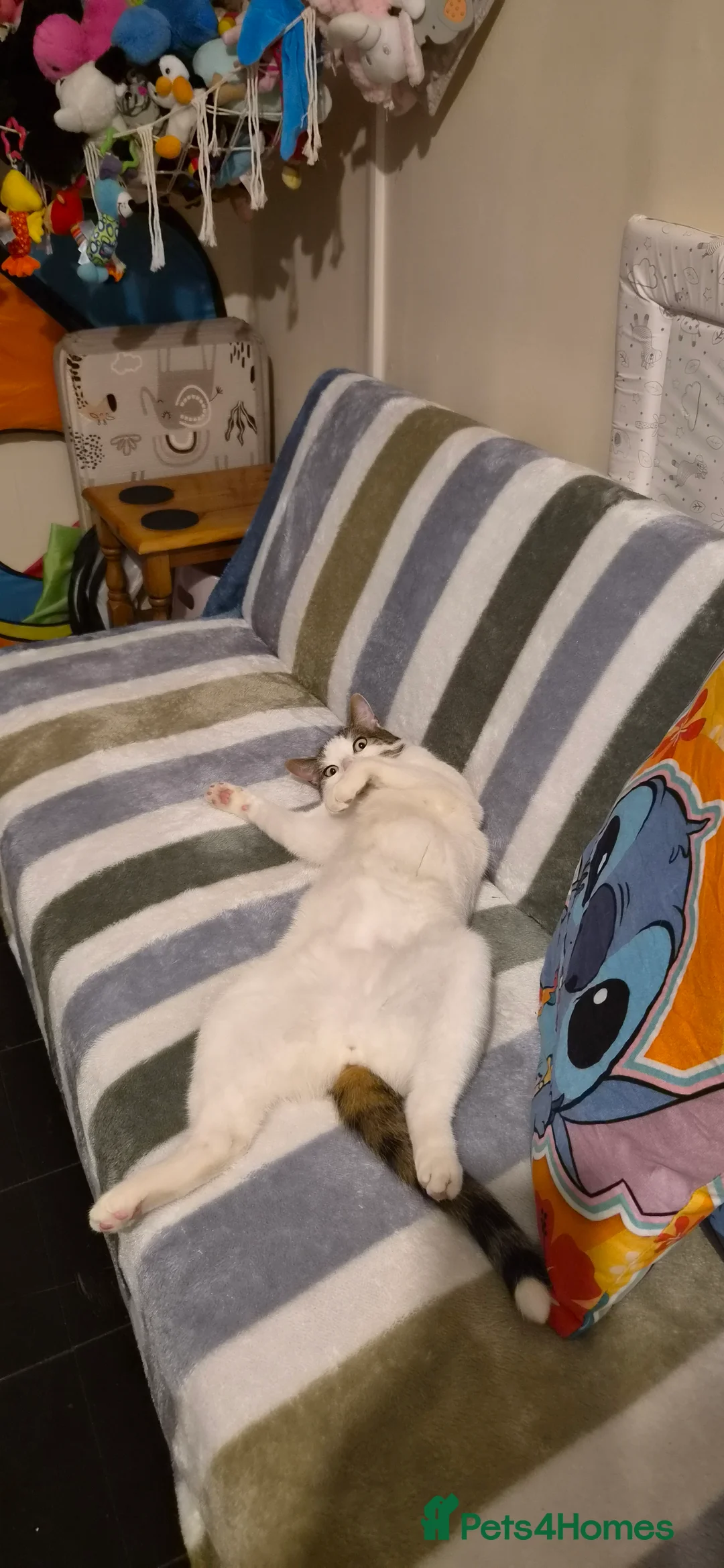 Domestic Shorthair cats for sale: Urgent-Romeo is looking for a forever home - Advert 2