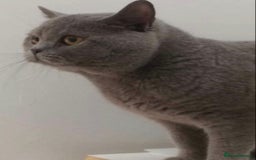 British Longhair cats for sale: British Longhair Kitten  - Image 2