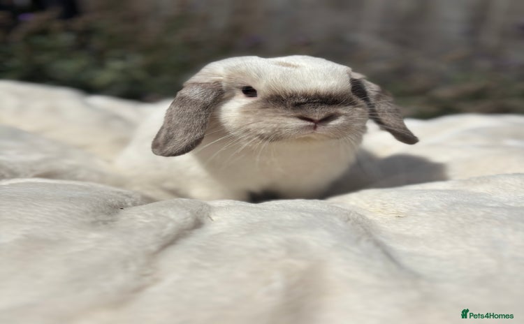 Mini Lop rabbits - Advert 3