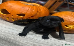 Staffordshire Bull Terrier dogs for sale: Staffys Puppies   25+ Champions ( Show Quality ) - Advert 5