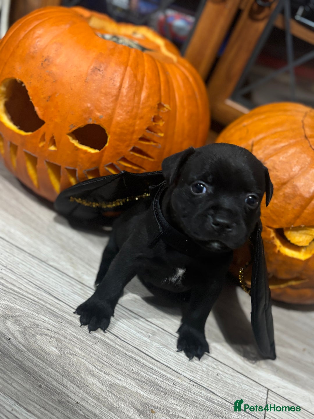 Staffordshire Bull Terrier dogs for sale: Staffys Puppies   25+ Champions ( Show Quality ) - Advert 5