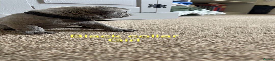 French Bulldog Puppy 6