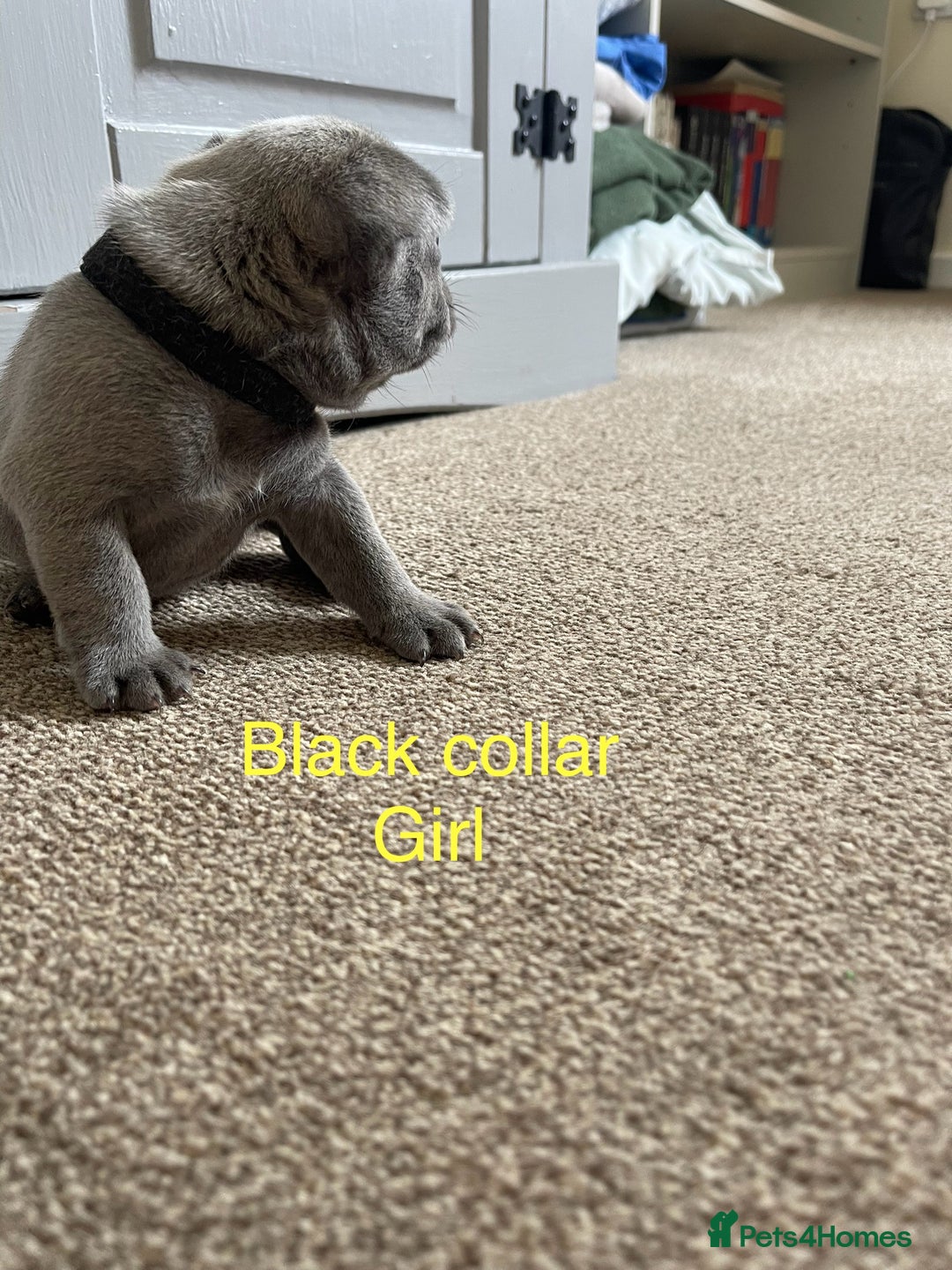 French Bulldog dogs for sale: French bulldog  - Image 11