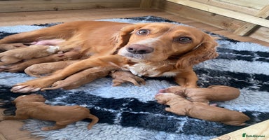 Cocker Spaniel dogs - Advert 4