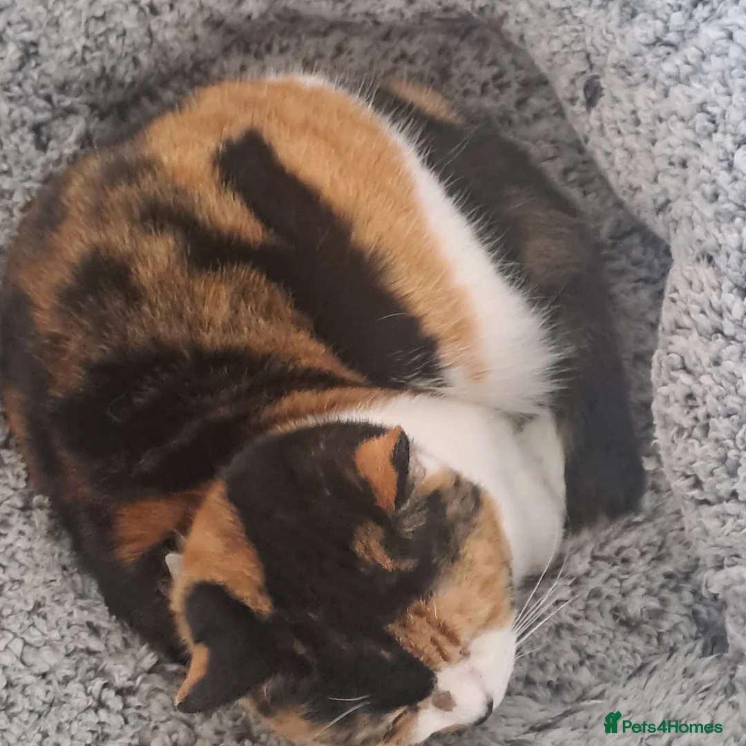 Mixed Breed cats for sale: 5 years old. Speyed. Very friendly. in Stockport - Advert 7