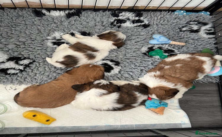 Shih Tzu dogs - Advert 1