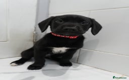 Mixed Breed dogs for sale: 2 months old - Alaskan malamute x Springardor - Image 11