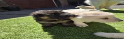 German Shepherd dogs for sale: This is a presale post for now  - Advert 7