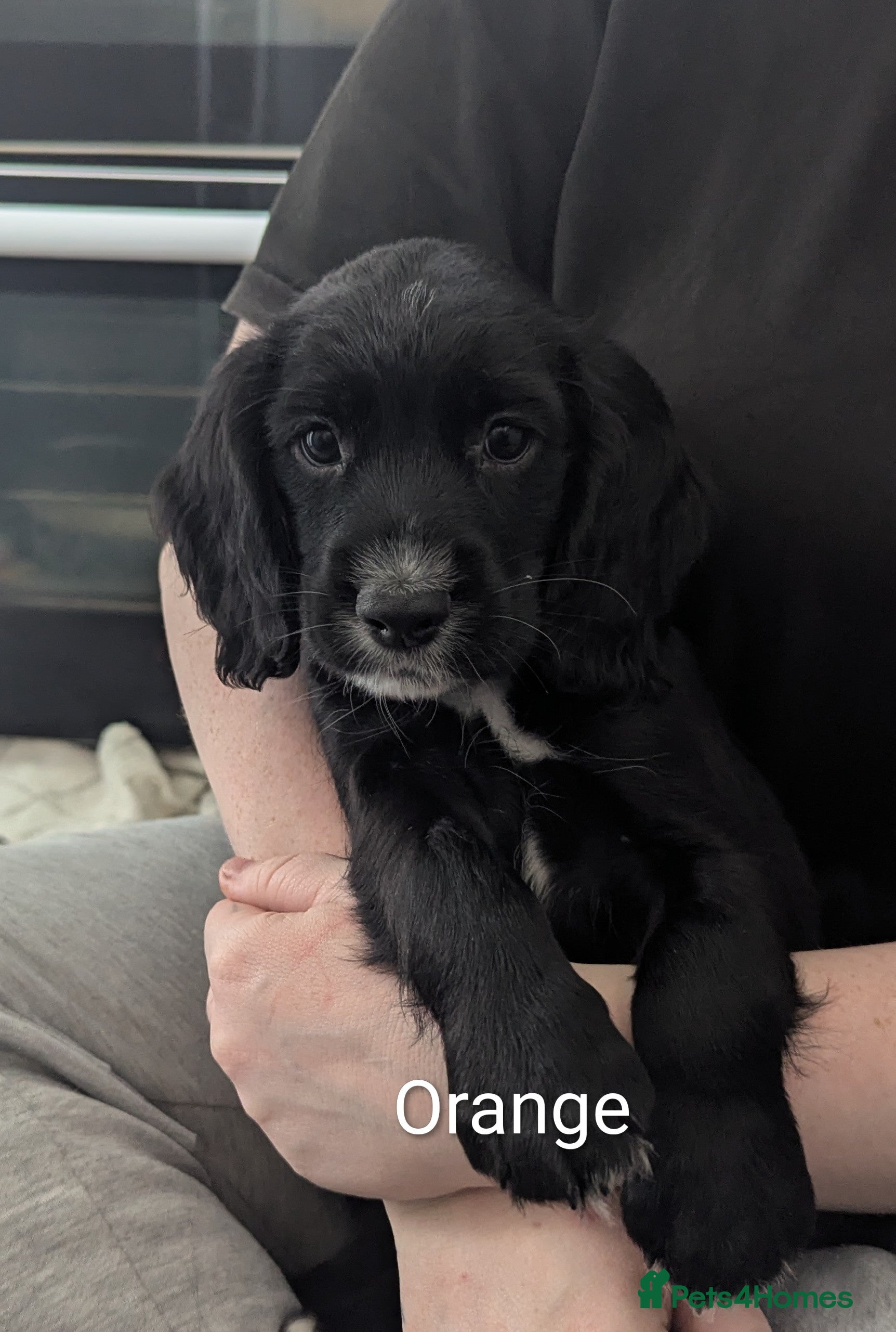 Sprocker dogs Beautiful Sprocker Puppies  - Advert 2