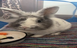 Lionhead rabbits for sale: Gorgeous lion head x male rabbit - Image 2