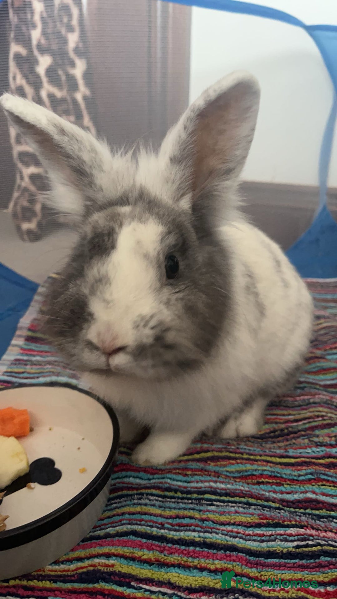 Lionhead rabbits for sale: Gorgeous lion head x male rabbit - Image 2
