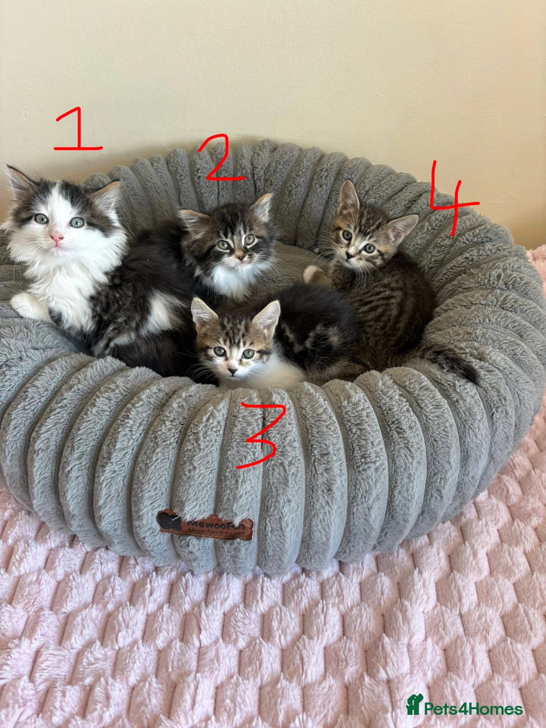 Mixed Breed cats for sale: Maine Coon Cross Kittens  - Advert 2