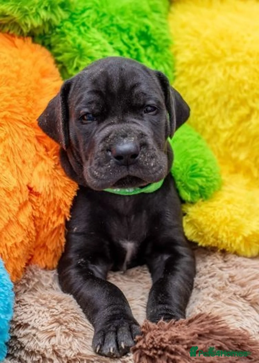 Great Dane dogs for stud: Free Stud BUT Will take a Puppy of Choice Instead in Huntly - Advert 11