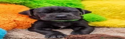 Great Dane dogs for stud: Free Stud BUT Will take a Puppy of Choice Instead in Huntly - Advert 11