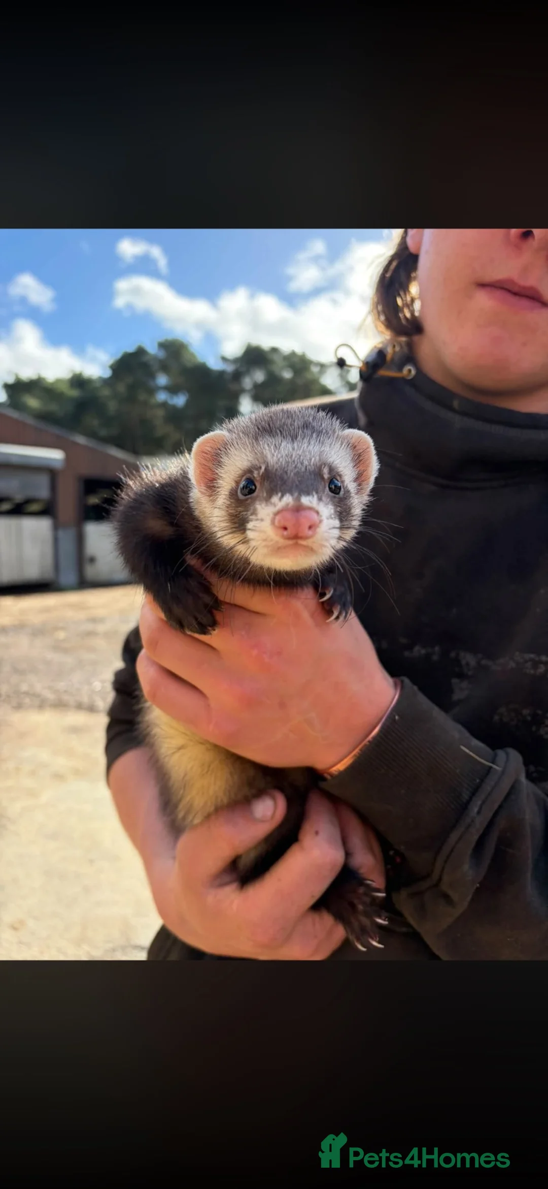 Ferret rodents for sale: 3 boys looking for new homes - Advert 4