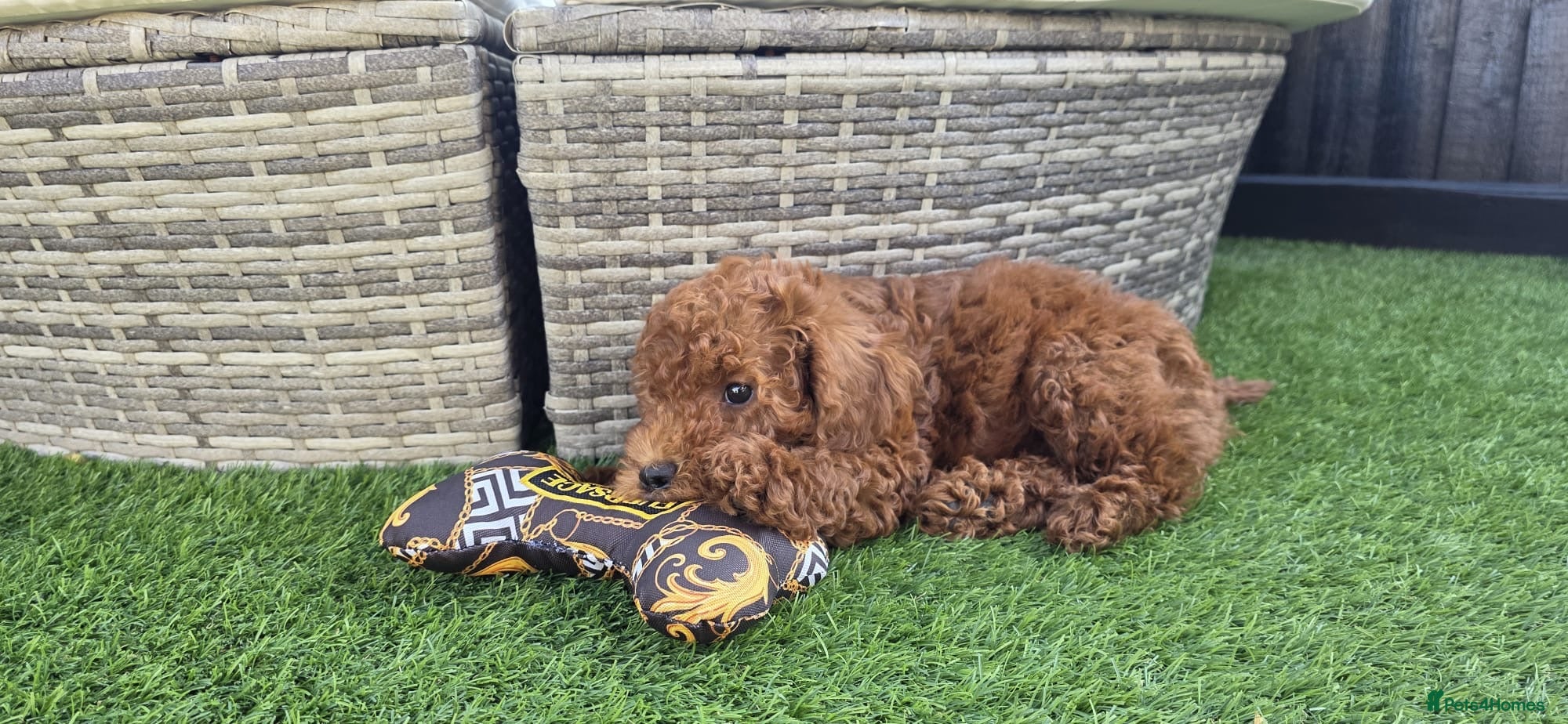Cavapoo dogs  🩵Red cavapoos, ready to leave🩵 - Advert 1