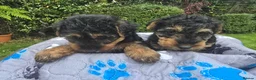 Welsh Terrier dogs for sale: Gorgeous welsh terriers puppies  - Advert 8