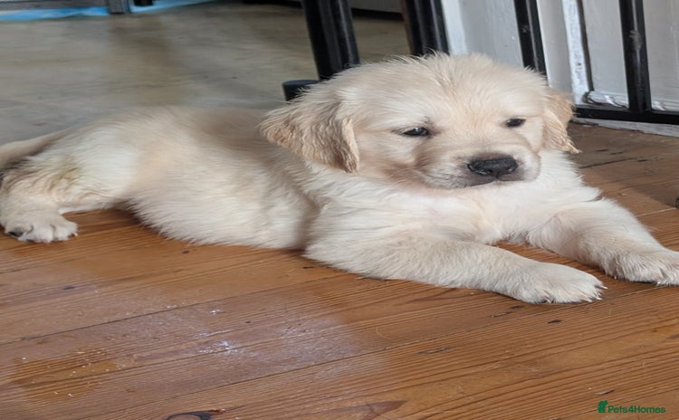 Golden Retriever dogs - Advert 3