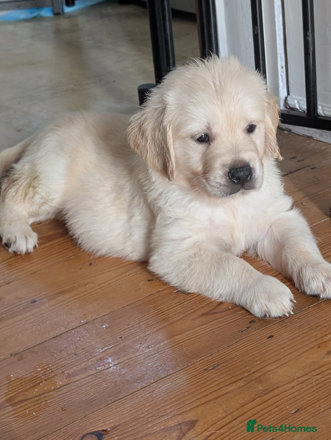 Golden Retriever dogs for sale:  KC Registered Golden Retriever Puppies.  - Image 11