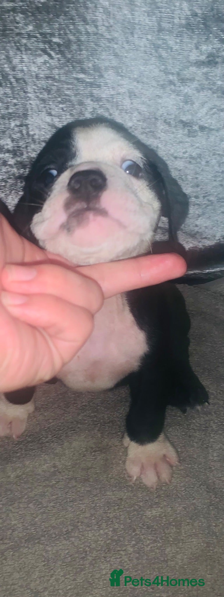 Olde English Bulldogge dogs    Old English bulldog   - Advert 4