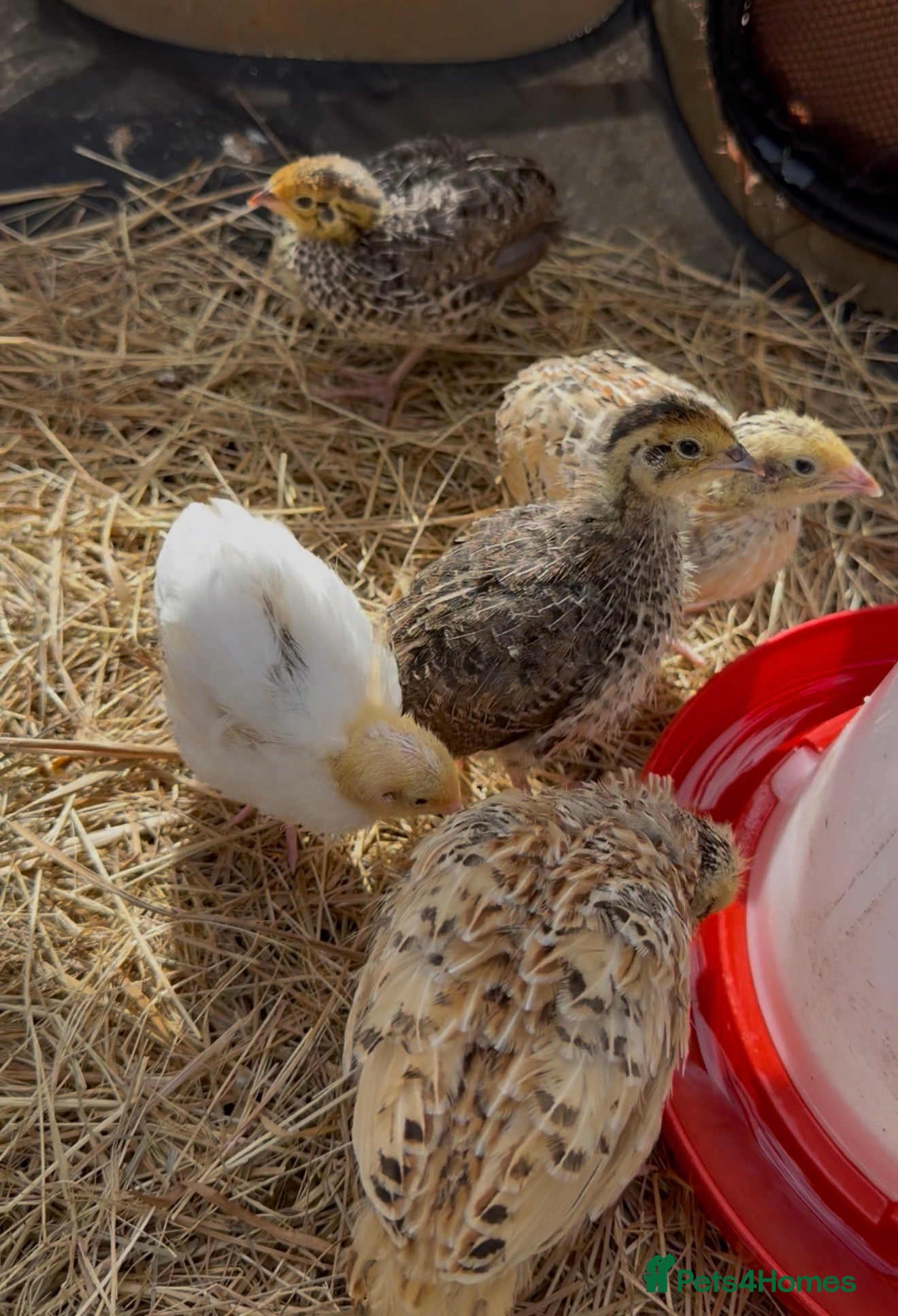 Quail poultry 1x male 1x female quail  - Advert 5