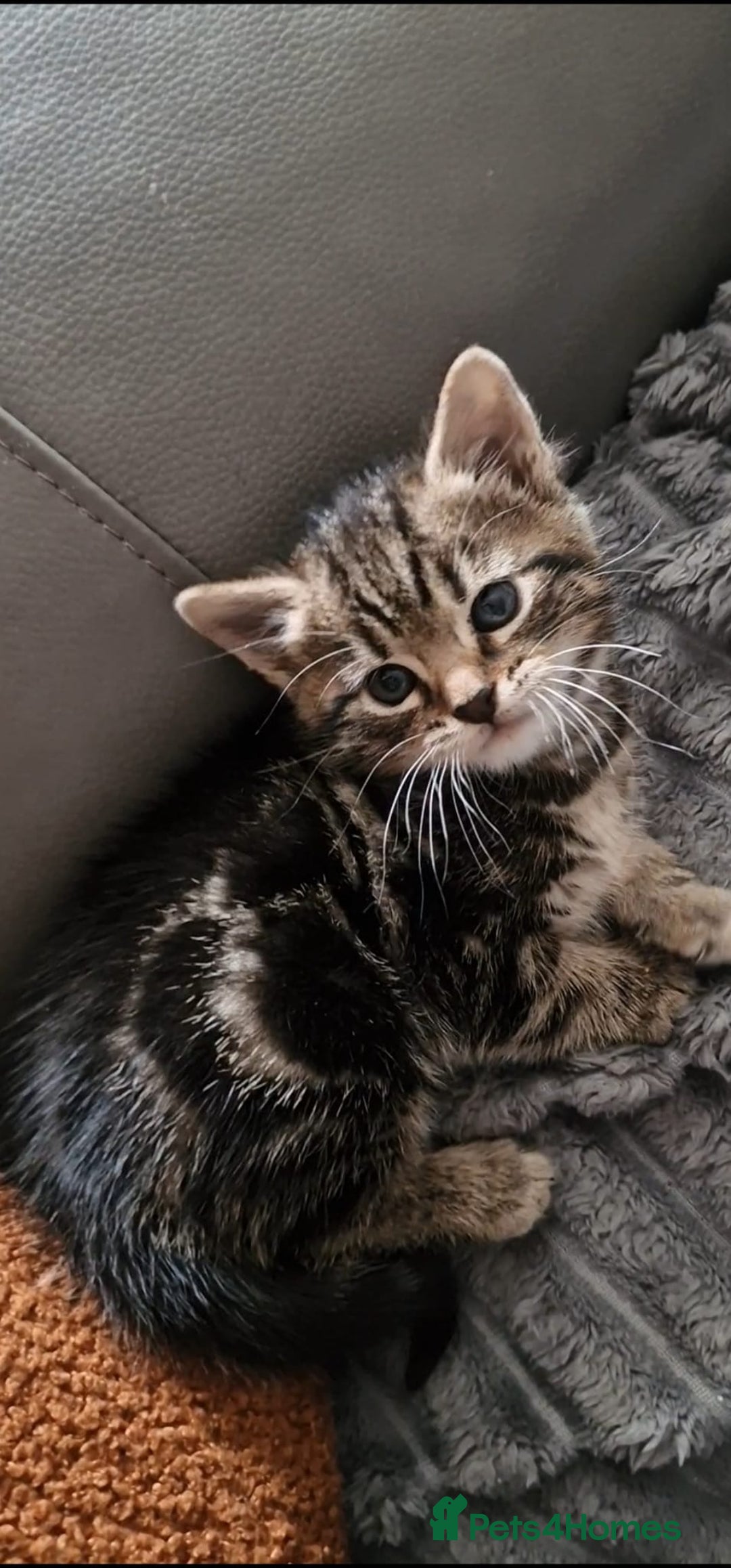 Mixed Breed cats for sale: Gorgeous Bengal X Boy Kitten 😸 💖  - Image 16