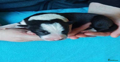 Border Collie dogs KC registered border collie puppies  - Advert 4