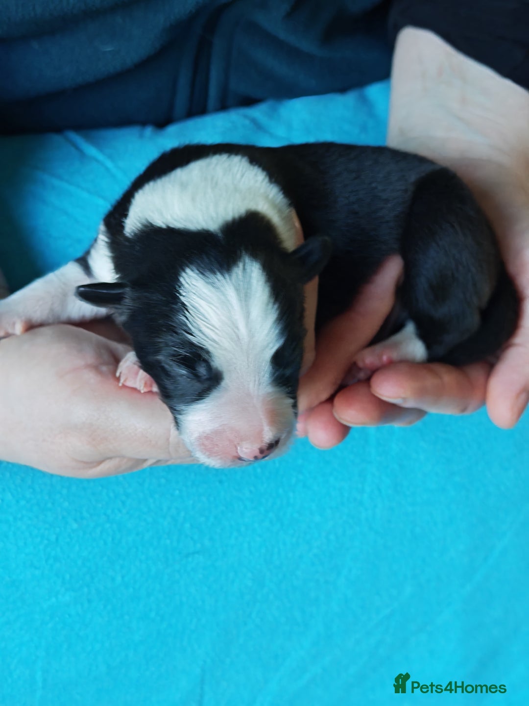 Border Collie dogs for sale: KC registered border collie puppies  - Advert 22