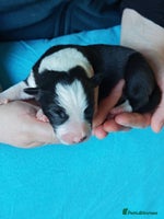 Border Collie dogs KC registered border collie puppies - Advert 9