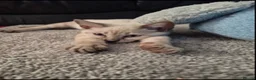 Bengal cats for sale: Bengal cat in London - Advert 2