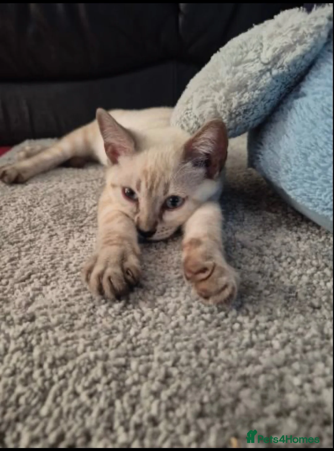Bengal cats for sale: Bengal cat in London - Advert 2