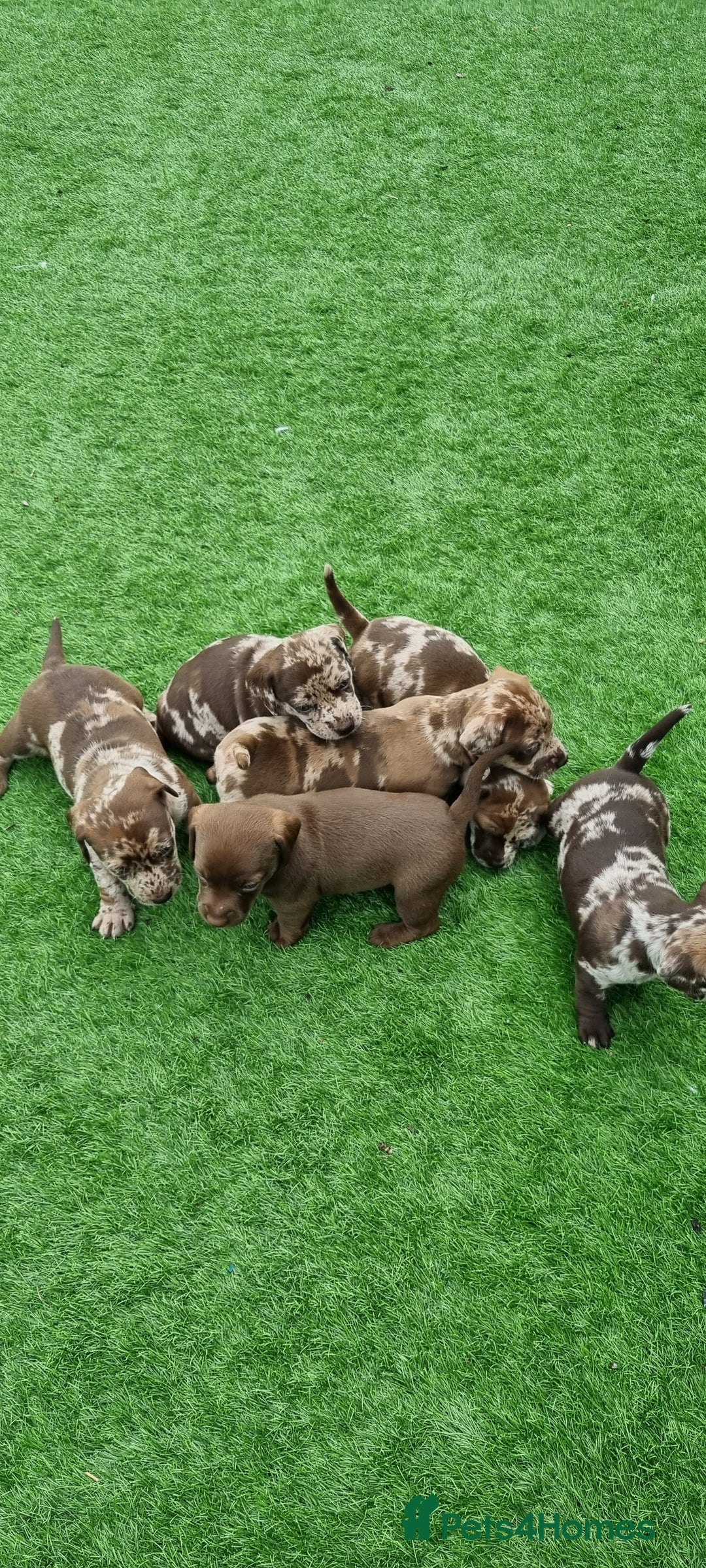 Mixed Breed dogs for sale: Patterdale cross minature daschound  - Image 2