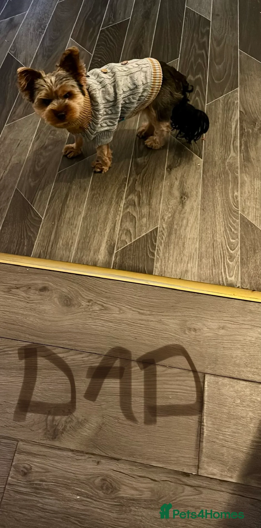 Yorkshire Terrier dogs for sale: ‼️ Litter of 5 Yorkies ‼️ - Advert 6