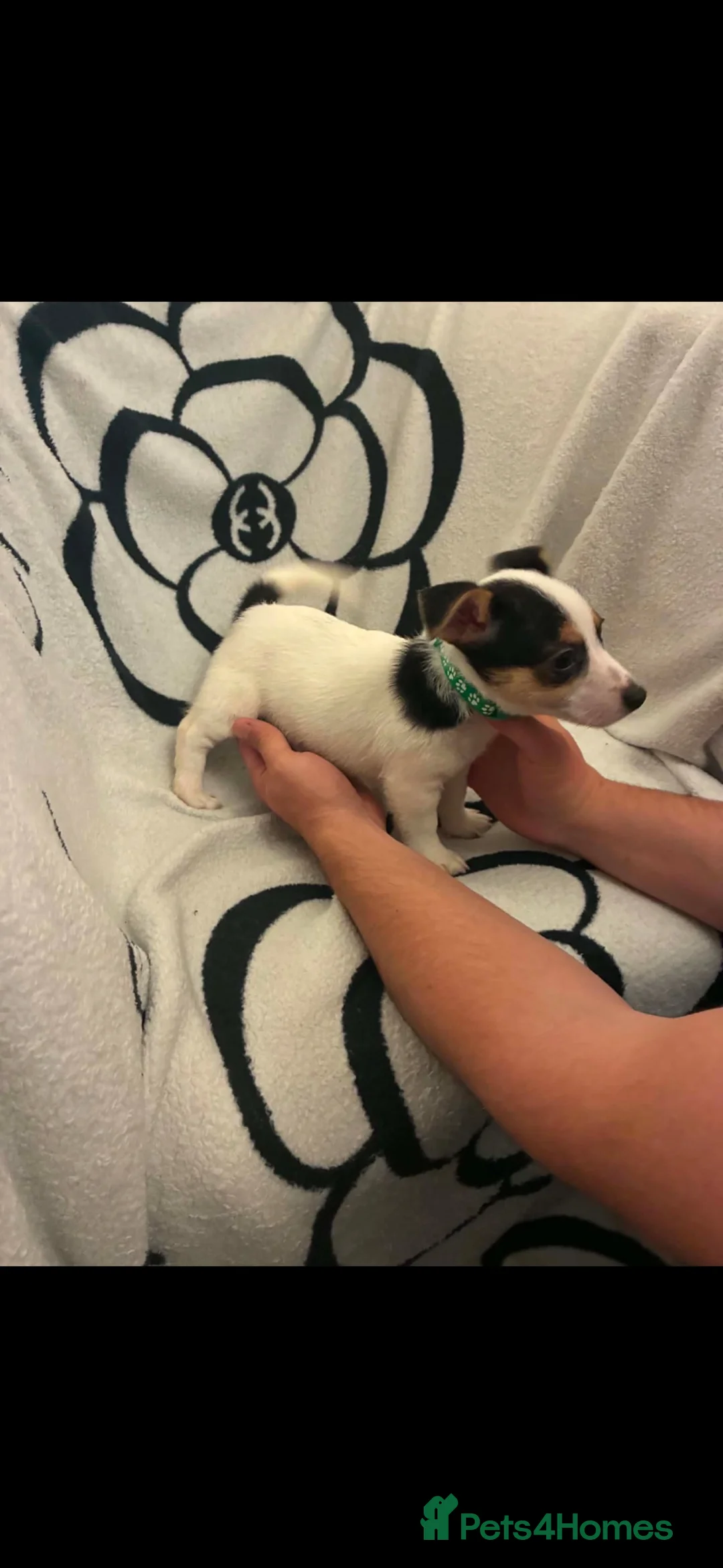 Jack Russell dogs for sale: Lovely jack Russell pup - Advert 5