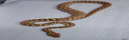 Python Snake reptiles for sale: WheatBelt Stimsons Pythons  - Advert 3