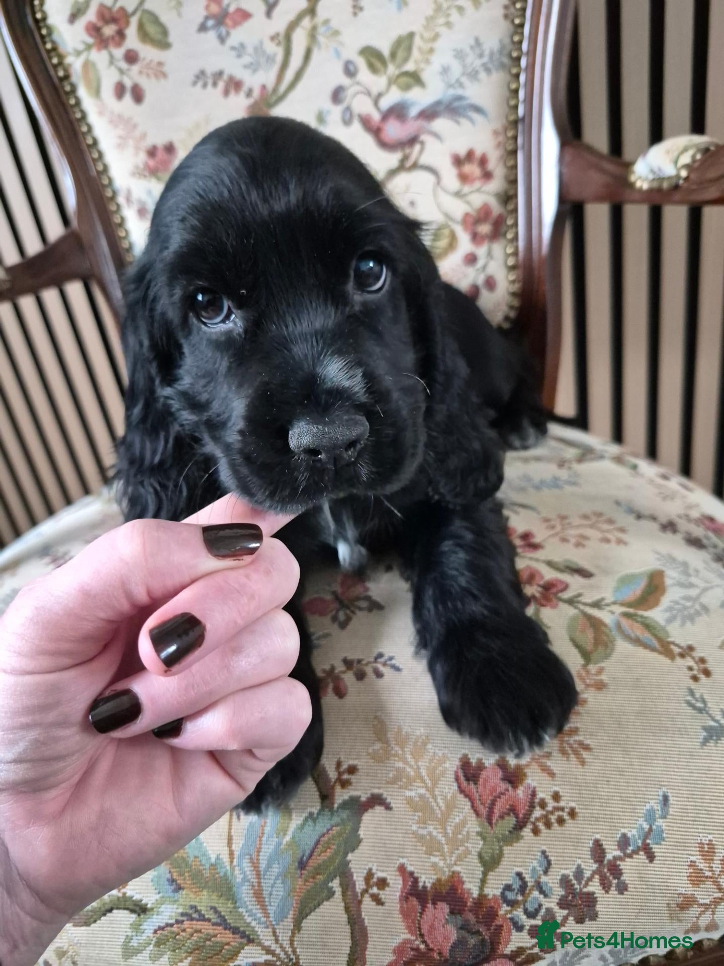 Cocker Spaniel dogs Last 2 working Cocker spaniel puppies  - Advert 7